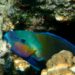 Keterangan: Ikan Kakatua. (Foto: Ralf Schlegel via Unsplash)