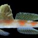 Keterangan: Spesies baru ikan gobi udang (shrimpgoby) di perairan Banyuwangi, Jawa Timur. (Foto: BRIN)