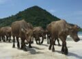 Keterangan: Kawanan kerbau berjalan di tepi pantai. (Sumber: James Scott via Unsplash)