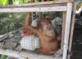 Keterangan: Orang utan Sumatra yang dikurung dalam kandang ayam di Kabupaten Aceh Barat Daya, Provinsi Aceh. (Foto: YOSL-OIC)