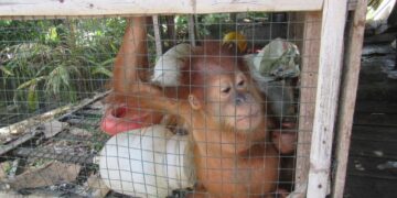 Keterangan: Orang utan Sumatra yang dikurung dalam kandang ayam di Kabupaten Aceh Barat Daya, Provinsi Aceh. (Foto: YOSL-OIC)