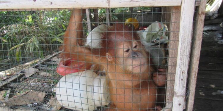 Keterangan: Orang utan Sumatra yang dikurung dalam kandang ayam di Kabupaten Aceh Barat Daya, Provinsi Aceh. (Foto: YOSL-OIC)