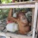 Keterangan: Orang utan Sumatra yang dikurung dalam kandang ayam di Kabupaten Aceh Barat Daya, Provinsi Aceh. (Foto: YOSL-OIC)
