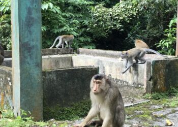 Keterangan: Kawanan monyet ekor panjang. (Foto: Aan/narata)