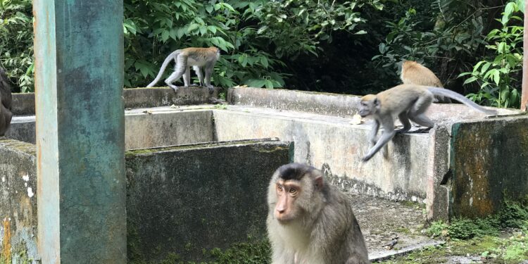 Keterangan: Kawanan monyet ekor panjang. (Foto: Aan/narata)