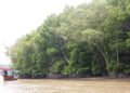 Keterangan Foto: Hutan mangrove di kawasan pesisir Sumatra Utara. (Sumber: narata)
