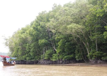Keterangan Foto: Hutan mangrove di kawasan pesisir Sumatra Utara. (Sumber: narata)