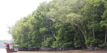 Keterangan Foto: Hutan mangrove di kawasan pesisir Sumatra Utara. (Sumber: narata)