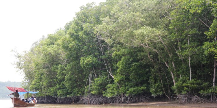 Keterangan Foto: Hutan mangrove di kawasan pesisir Sumatra Utara. (Sumber: narata)