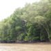 Keterangan Foto: Hutan mangrove di kawasan pesisir Sumatra Utara. (Sumber: narata)