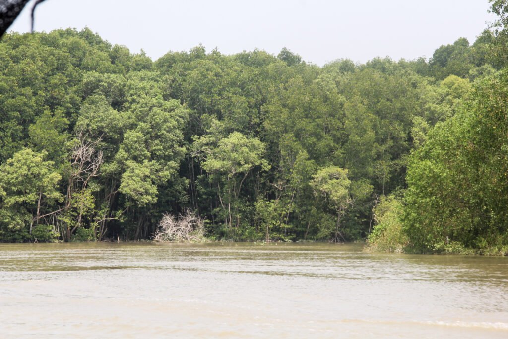 Keterangan Foto: Hutan mangrove di kawasan pesisir Sumatra Utara. (Sumber: narata)