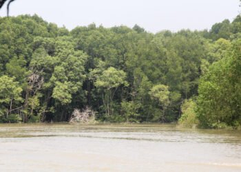 Keterangan Foto: Hutan mangrove di kawasan pesisir Sumatra Utara. (Sumber: narata)