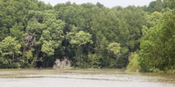 Keterangan Foto: Hutan mangrove di kawasan pesisir Sumatra Utara. (Sumber: narata)