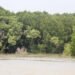 Keterangan Foto: Hutan mangrove di kawasan pesisir Sumatra Utara. (Sumber: narata)